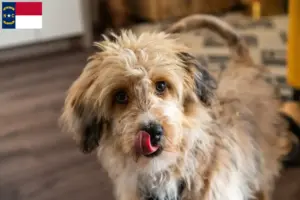 Read more about the article Aussiedoodle breeders and puppies in North Carolina