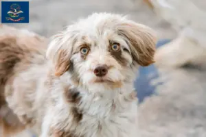 Read more about the article Aussiedoodle breeders and puppies in North Dakota