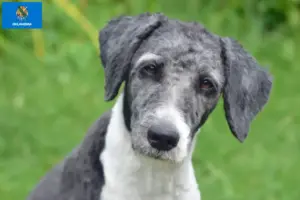 Read more about the article Aussiedoodle breeders and puppies in Oklahoma