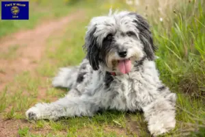 Read more about the article Aussiedoodle breeders and puppies in Oregon
