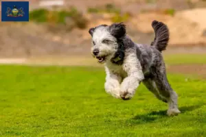 Read more about the article Aussiedoodle breeders and puppies in Pennsylvania