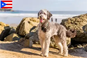Read more about the article Aussiedoodle breeders and puppies in Puerto Rico