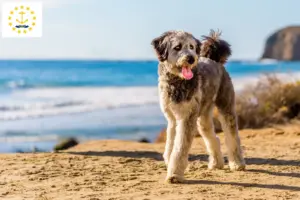 Read more about the article Aussiedoodle breeders and puppies in Rhode Island