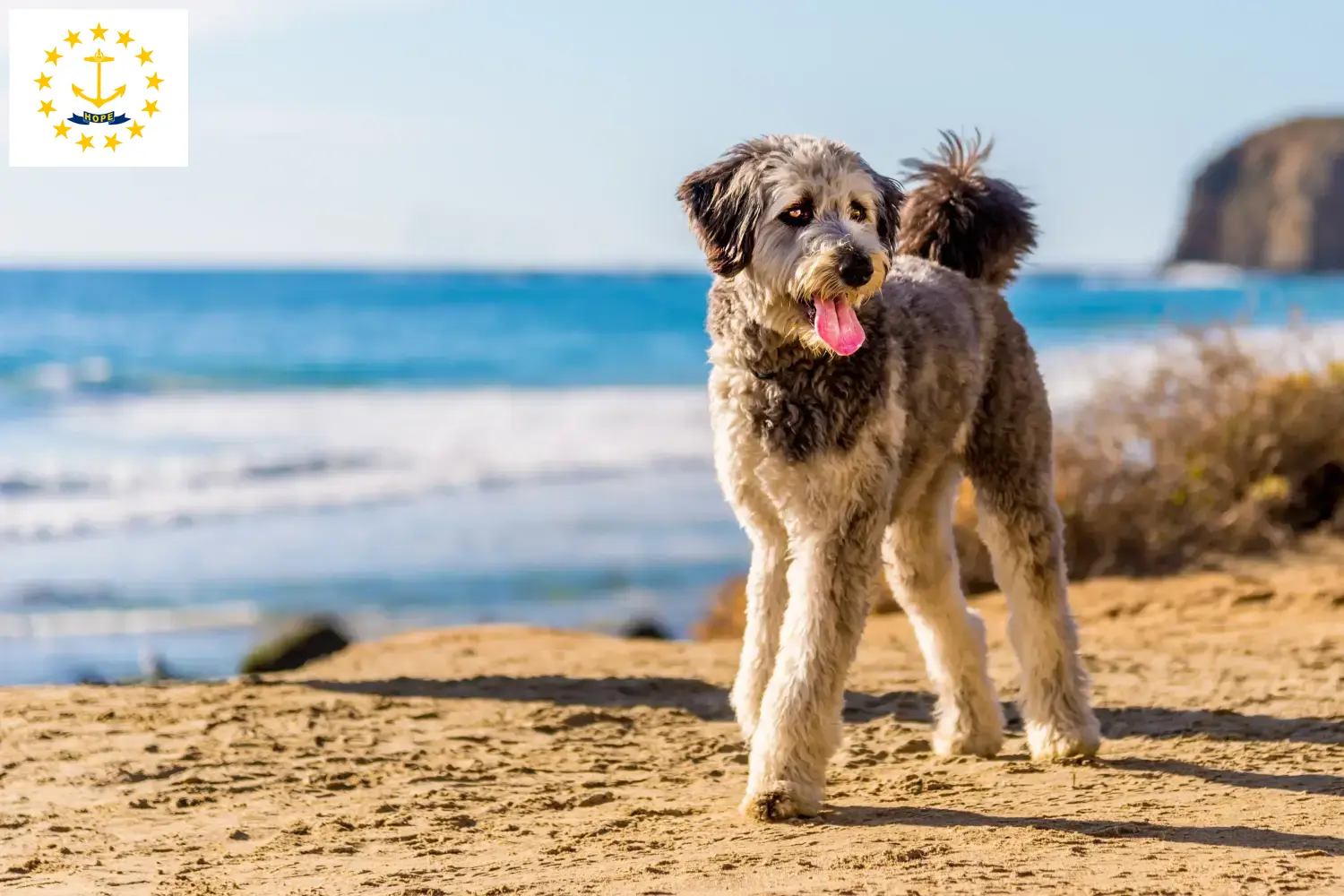 Aussiedoodle puppies and breeders Rhode Island Find Aussiedoodles breeders in Rhode Island.