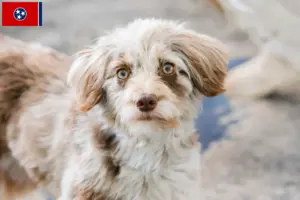 Read more about the article Aussiedoodle breeders and puppies in Tennessee