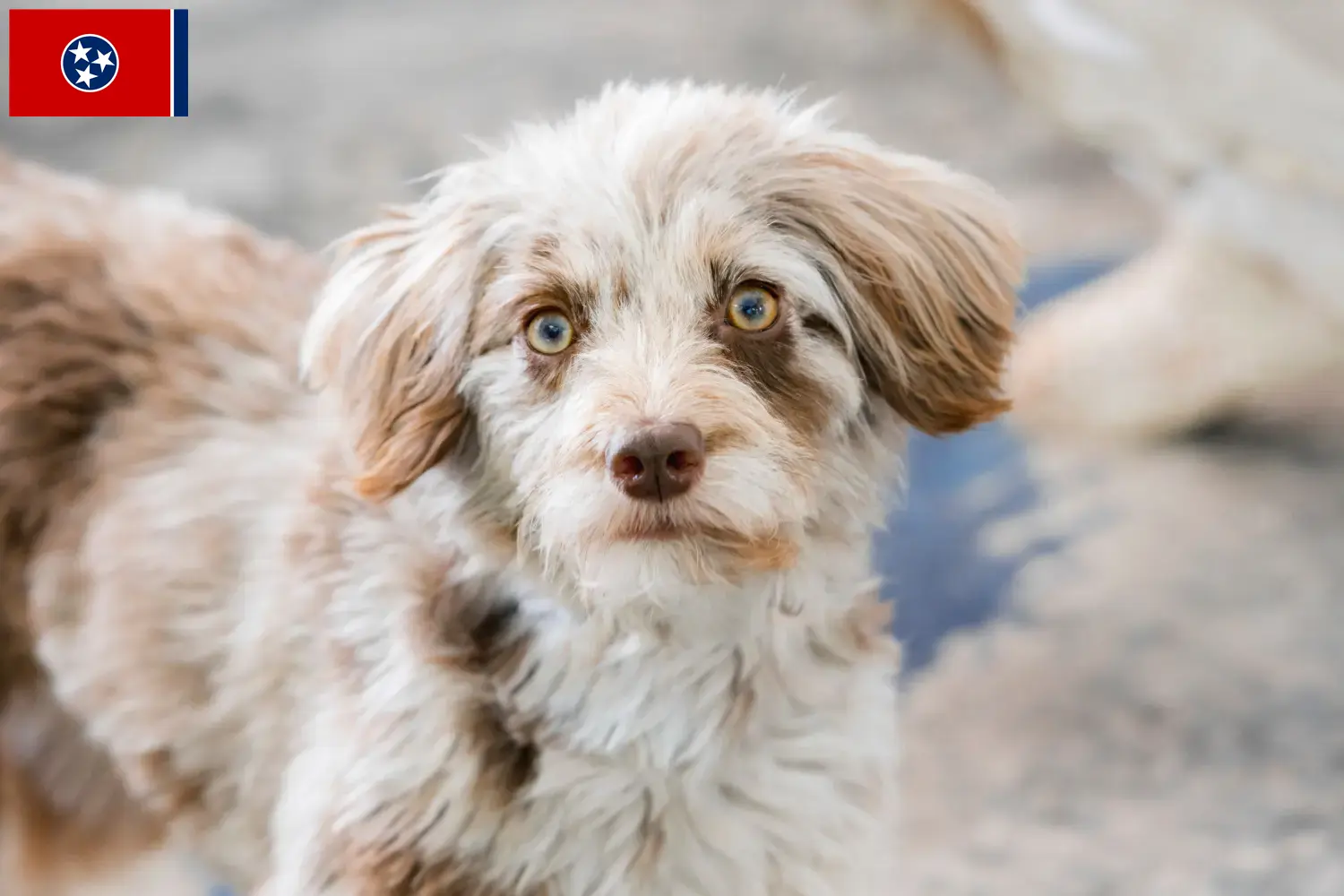 Aussiedoodle puppies and breeders Tennessee Find Aussiedoodles breeders in Tennessee.