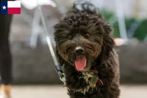 Read more about the article Aussiedoodle breeders and puppies in Texas
