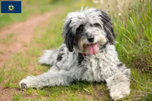Read more about the article Aussiedoodle breeders and puppies in Vermont