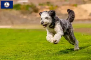 Read more about the article Aussiedoodle breeders and puppies in Virginia