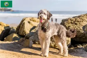 Read more about the article Aussiedoodle breeders and puppies in Washington