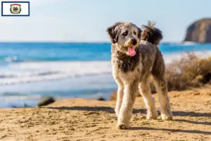 Read more about the article Aussiedoodle breeders and puppies in West Virginia