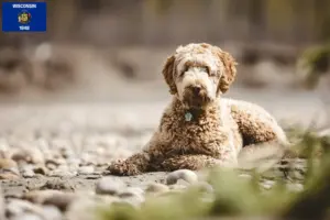 Read more about the article Aussiedoodle breeders and puppies in Wisconsin