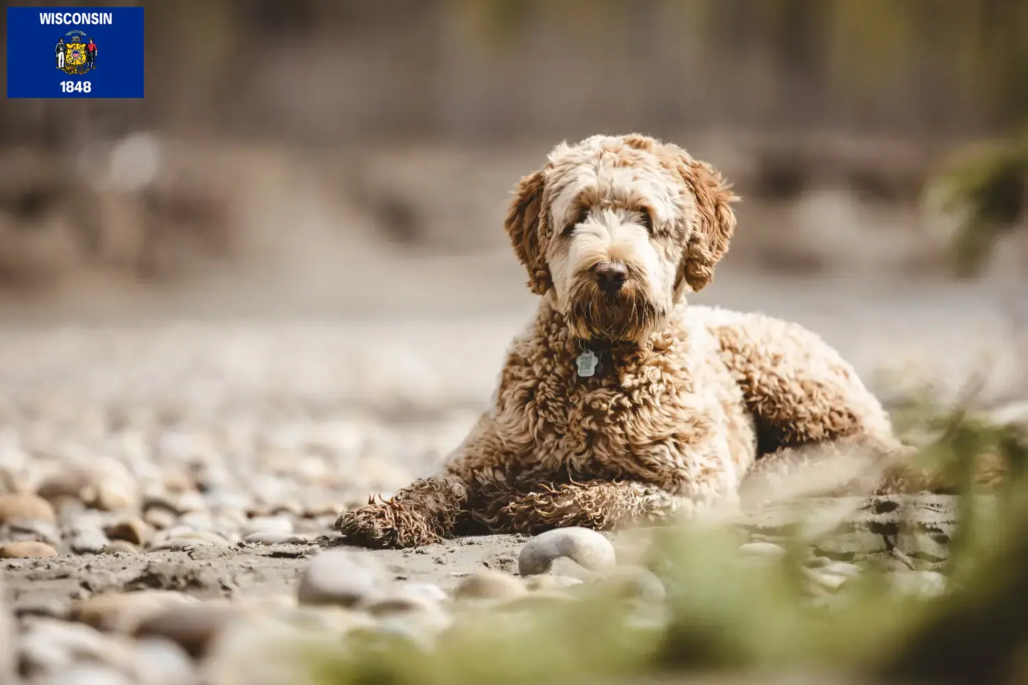 Aussiedoodle puppies and breeders Wisconsin Find Aussiedoodles breeders in Wisconsin.