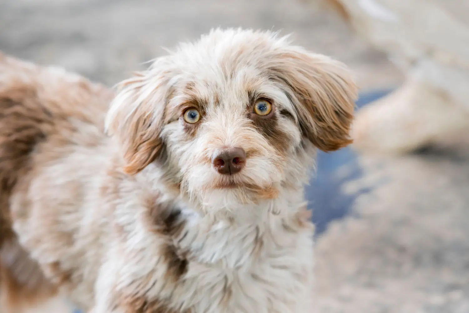 Buying an Aussiedoodle puppy means taking responsibility! Buy Aussiedoodle puppies.