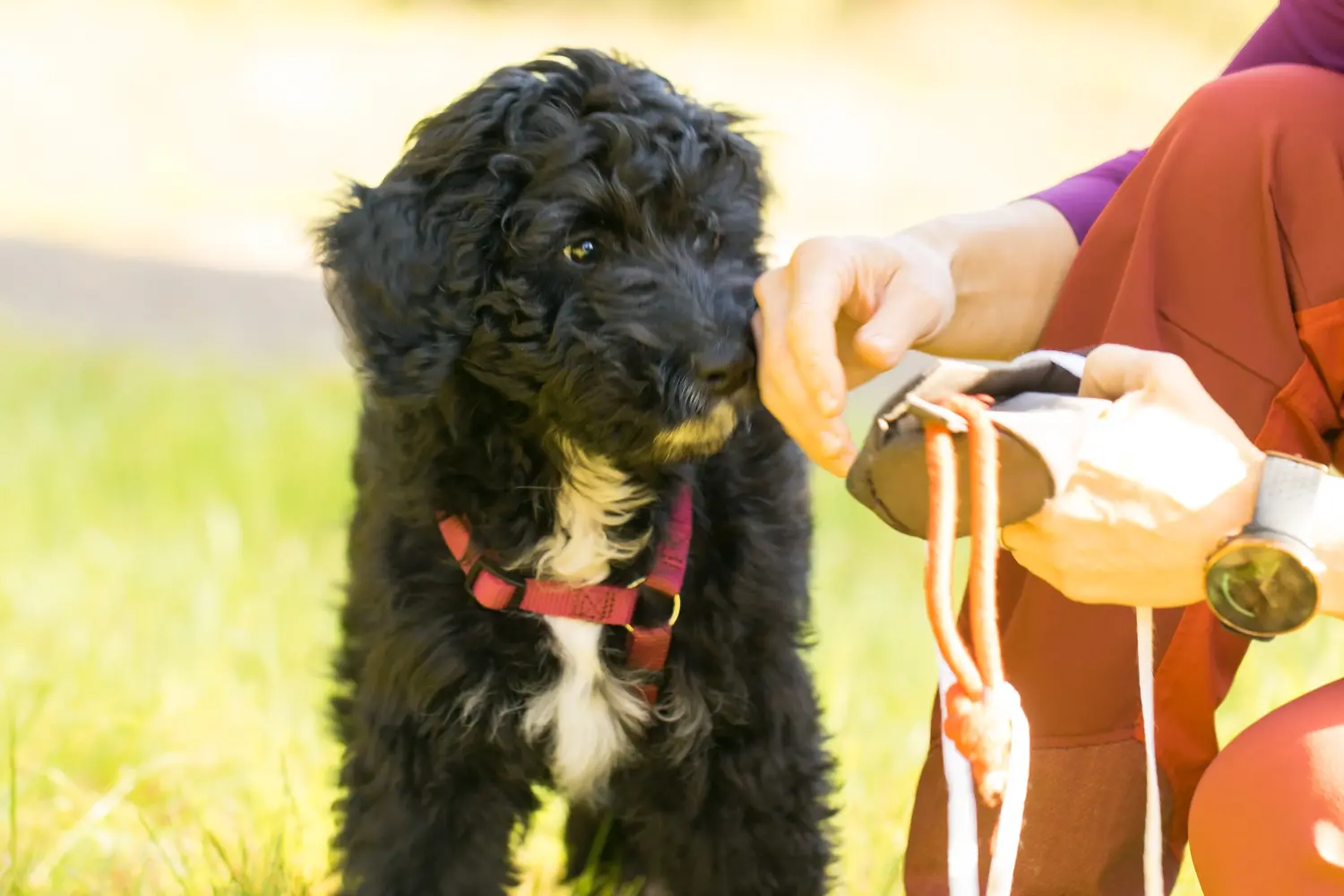 Buying an Aussiedoodle puppy means taking responsibility! Buy Aussiedoodle puppies.