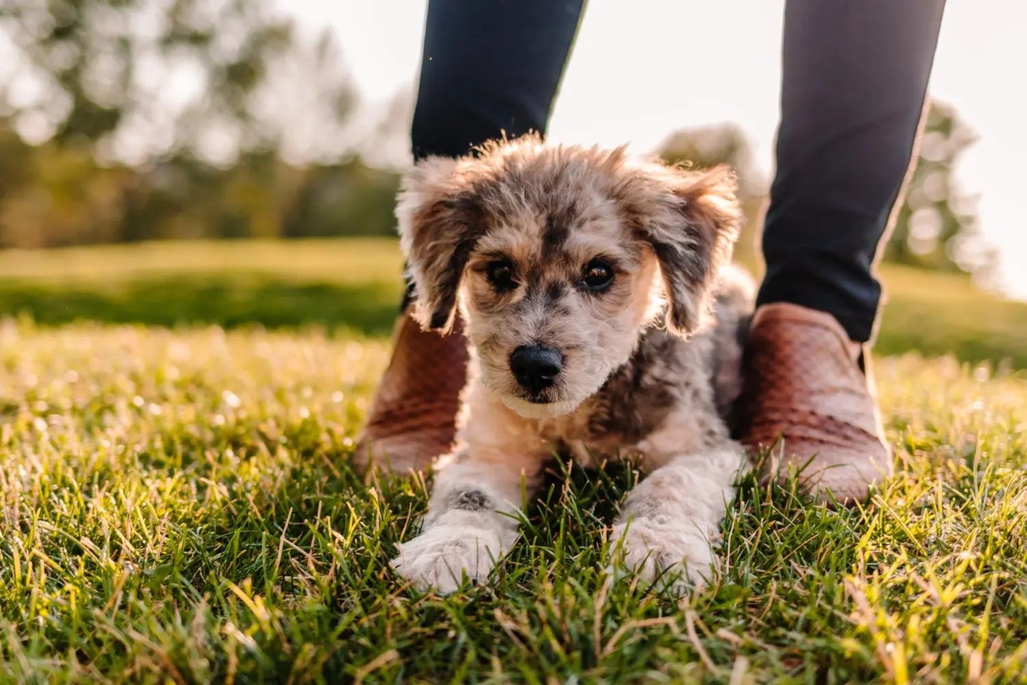 Buying an Aussiedoodle puppy means taking responsibility! Buy Aussiedoodle puppies.