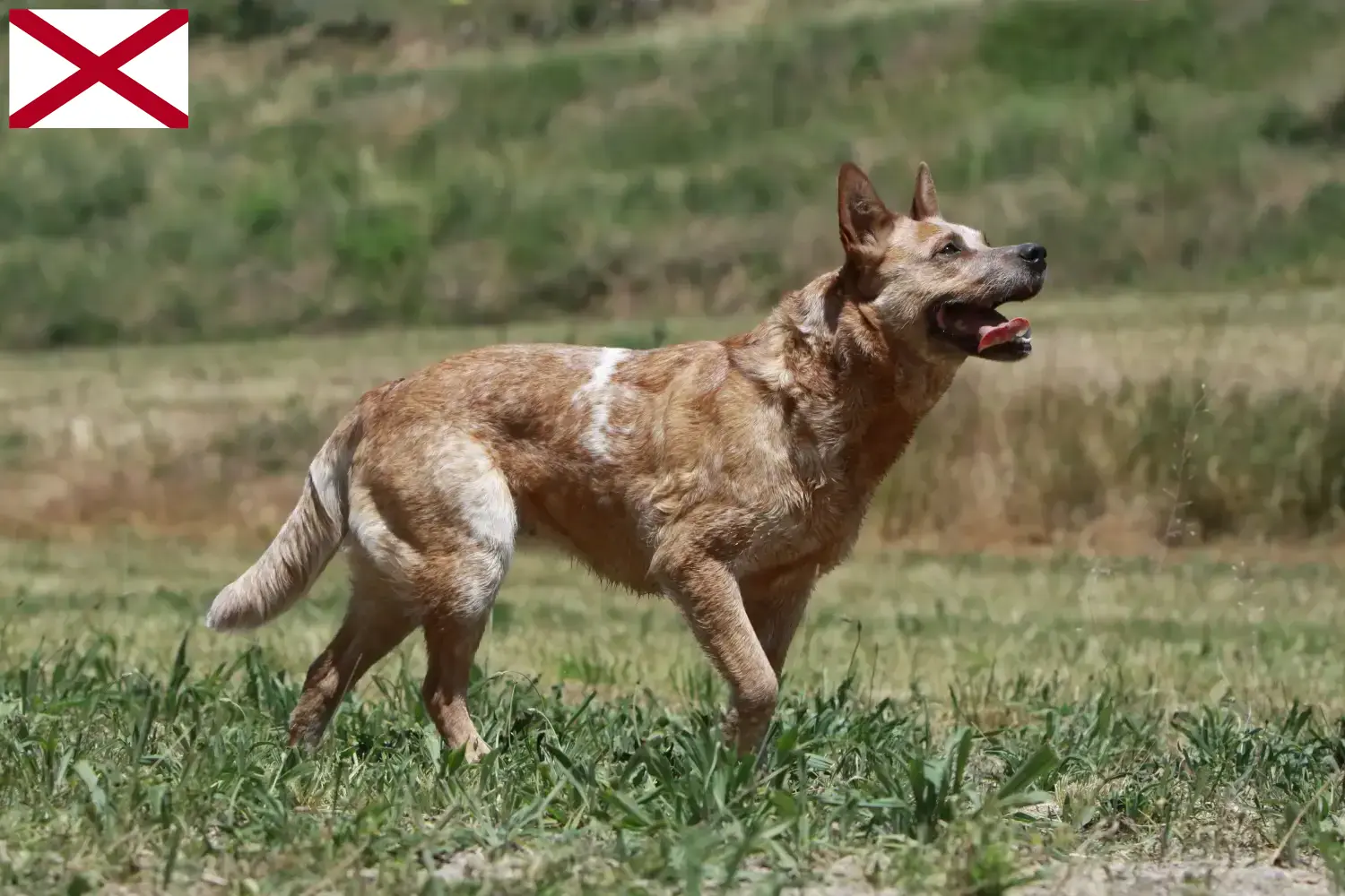 Read more about the article Australian Cattle Dog breeders and puppies in Alabama