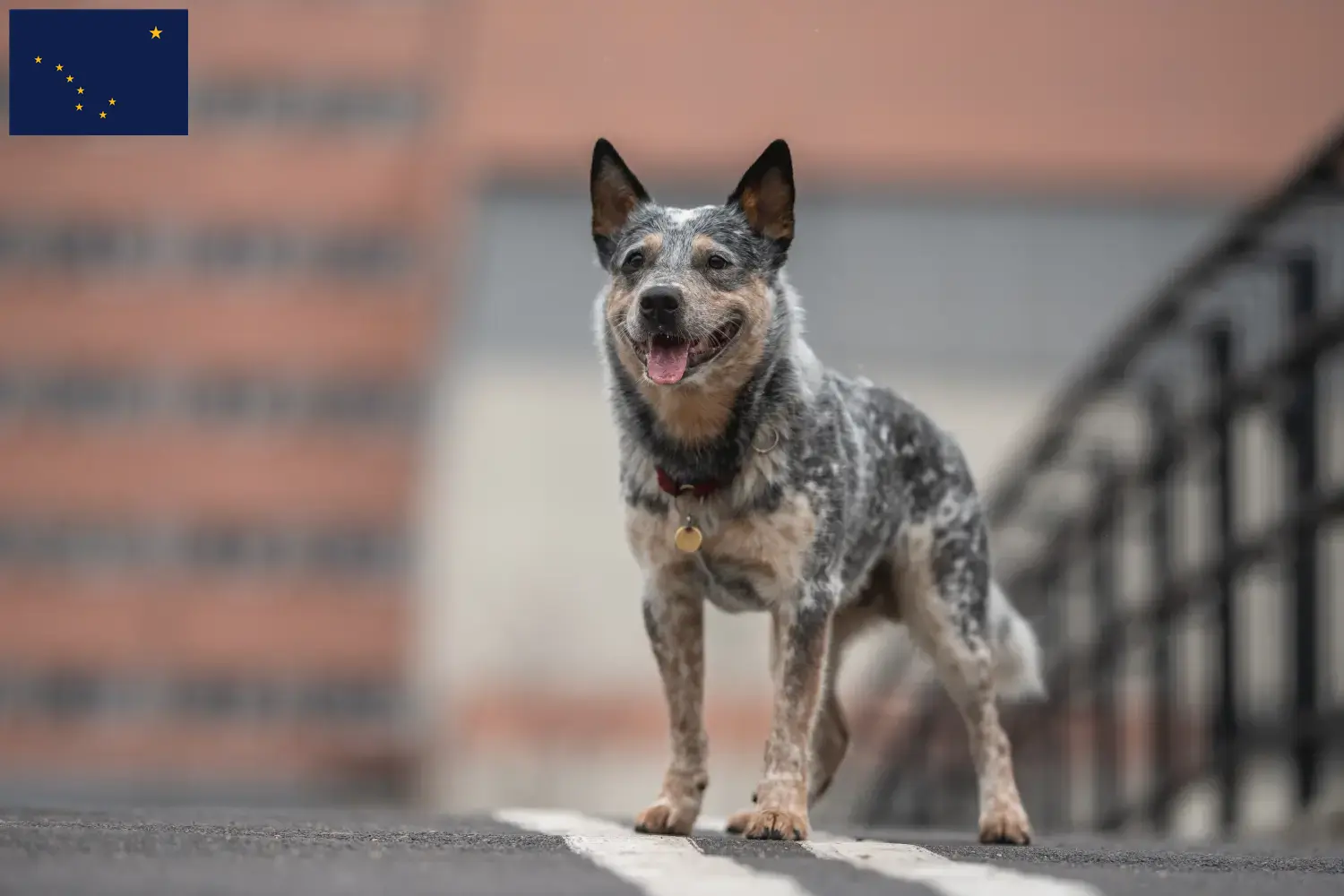 Read more about the article Australian Cattle Dog Breeders and Puppies in Alaska