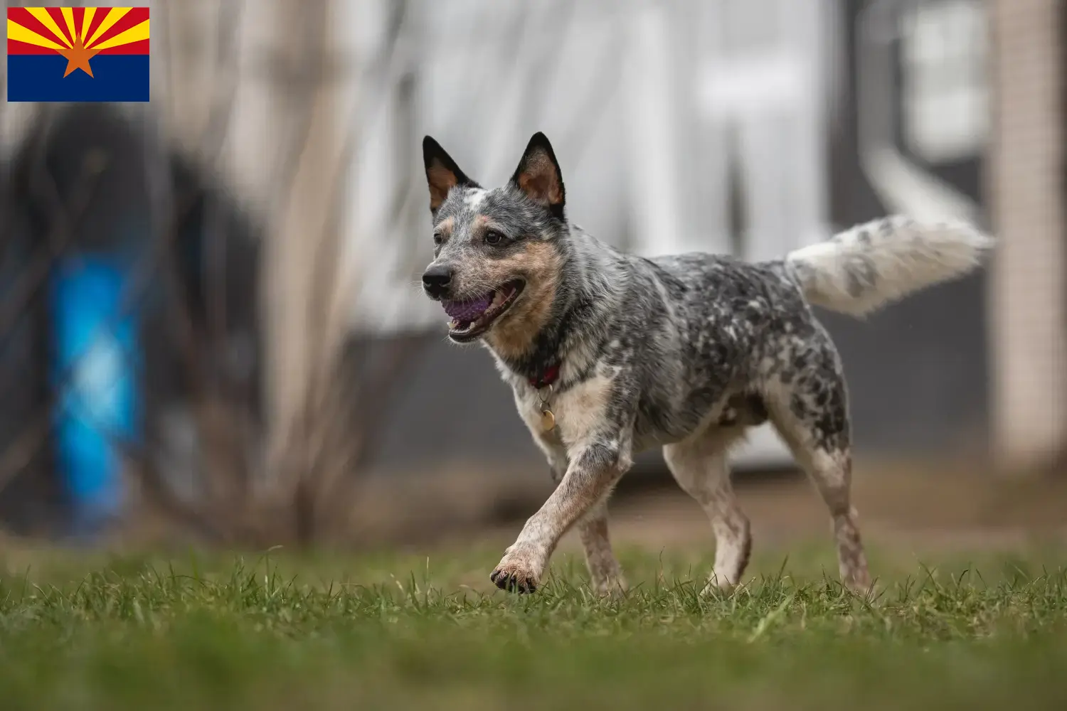 Read more about the article Australian Cattle Dog breeders and puppies in Arizona