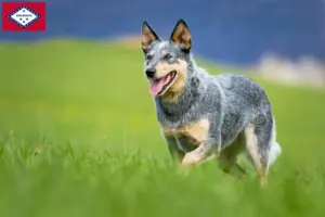 Read more about the article Australian Cattle Dog Breeders and Puppies in Arkansas
