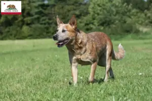 Read more about the article Australian Cattle Dog breeders and puppies in California