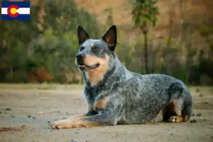 Read more about the article Australian Cattle Dog breeders and puppies in Colorado