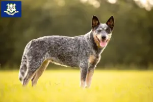 Read more about the article Australian Cattle Dog breeders and puppies in Connecticut