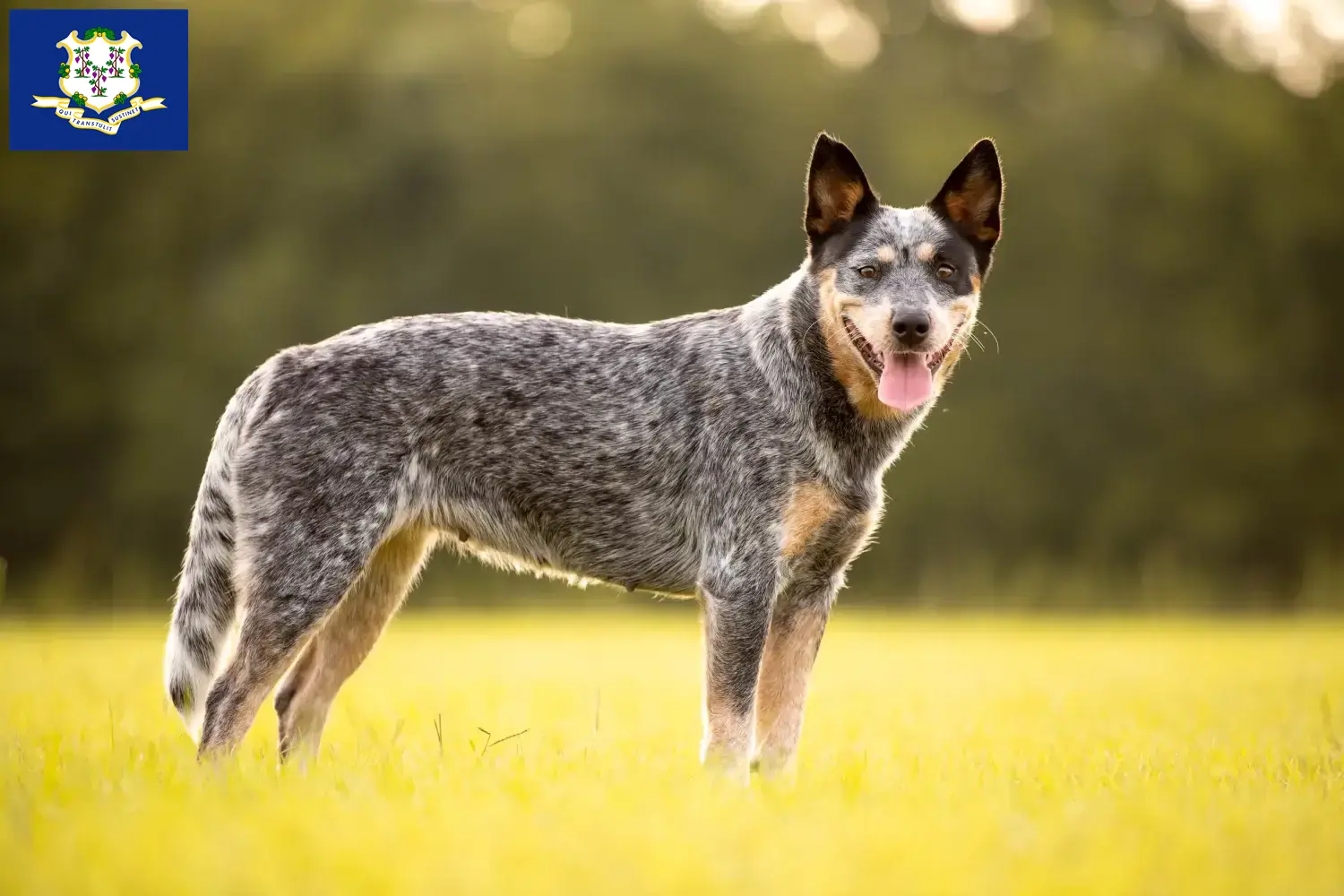 Australian Cattle Dog puppies and breeders Connecticut Find Australian Cattle Dogs breeders in Connecticut.
