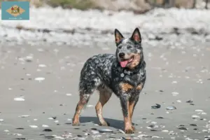 Read more about the article Australian Cattle Dog breeders and puppies in Delaware