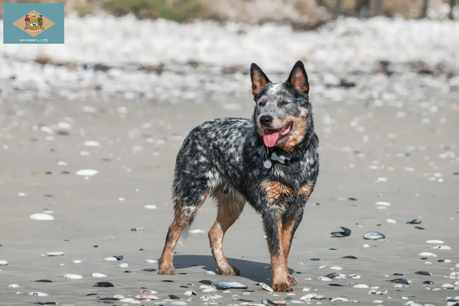 Australian Cattle Dog puppies and breeders Delaware Find Australian Cattle Dogs breeders in Delaware.