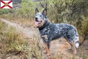 Read more about the article Australian Cattle Dog breeders and puppies in Florida