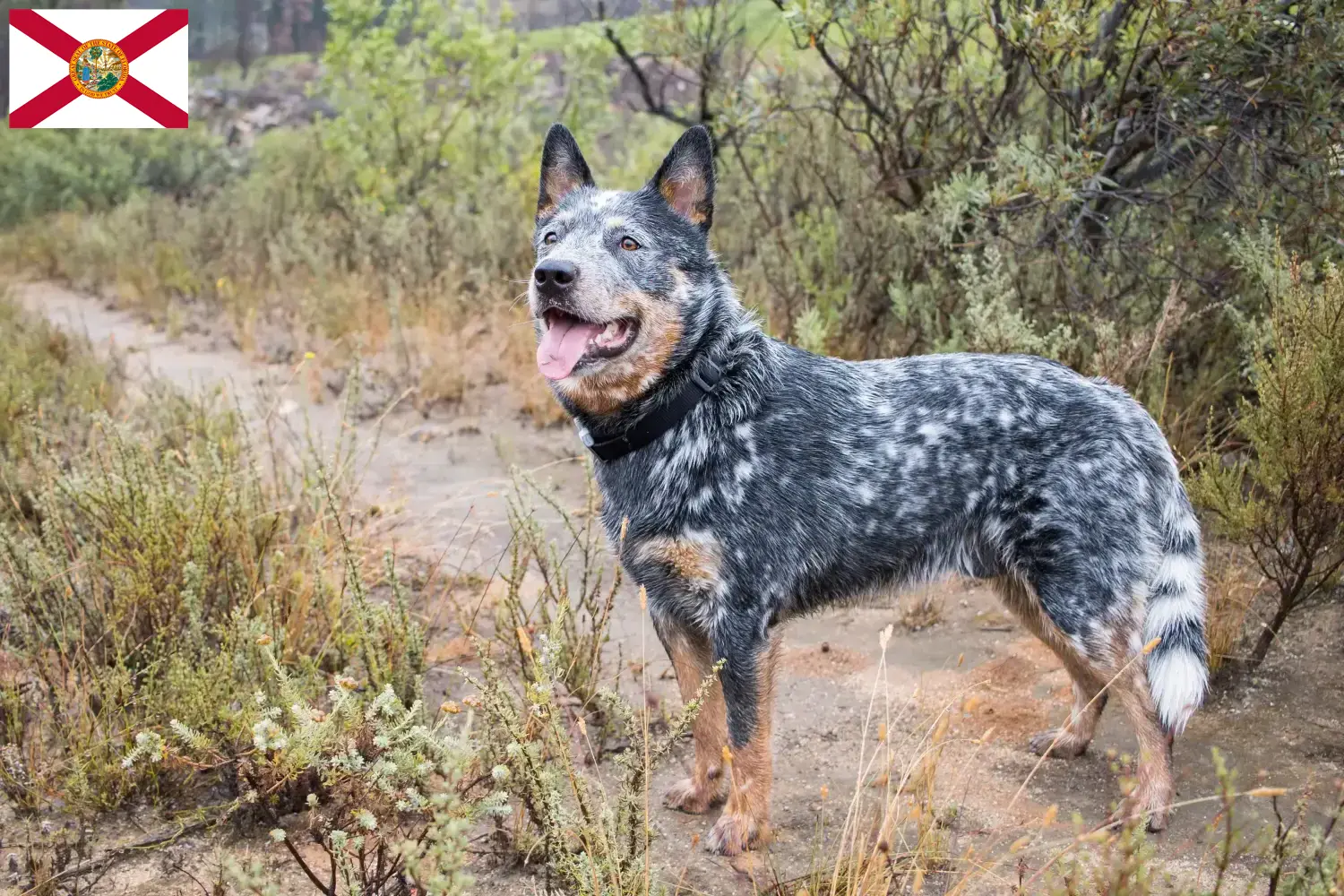 Australian Cattle Dog puppies and breeders Florida Find Australian Cattle Dogs breeders in Florida.
