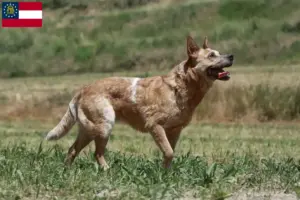 Read more about the article Australian Cattle Dog breeders and puppies in Georgia