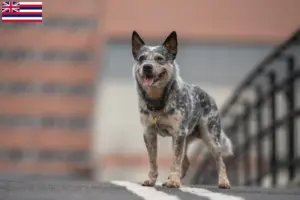 Read more about the article Australian Cattle Dog Breeders and Puppies in Hawaii