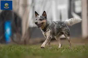Read more about the article Australian Cattle Dog Breeders and Puppies in Idaho