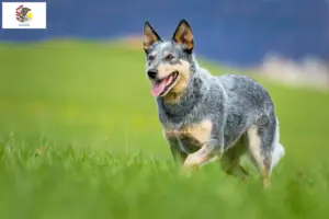 Read more about the article Australian Cattle Dog breeders and puppies in Illinois