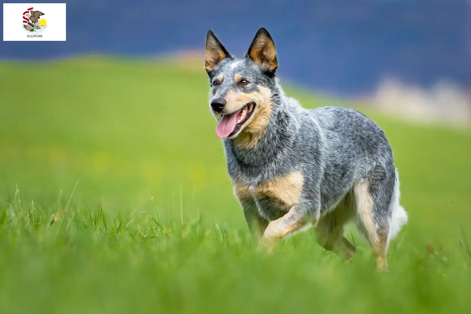 Australian Cattle Dog puppies and breeders Illinois Find Australian Cattle Dogs breeders in Illinois.