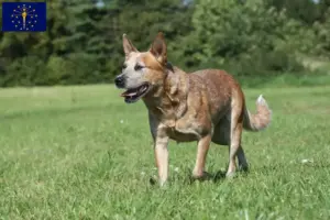 Read more about the article Australian Cattle Dog breeders and puppies in Indiana