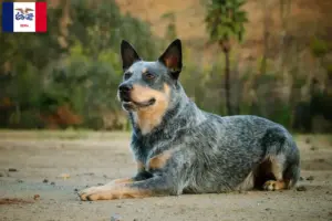 Read more about the article Australian Cattle Dog Breeders and Puppies in Iowa