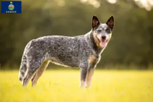 Read more about the article Australian Cattle Dog breeders and puppies in Kansas