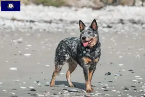Read more about the article Australian Cattle Dog breeders and puppies in Kentucky