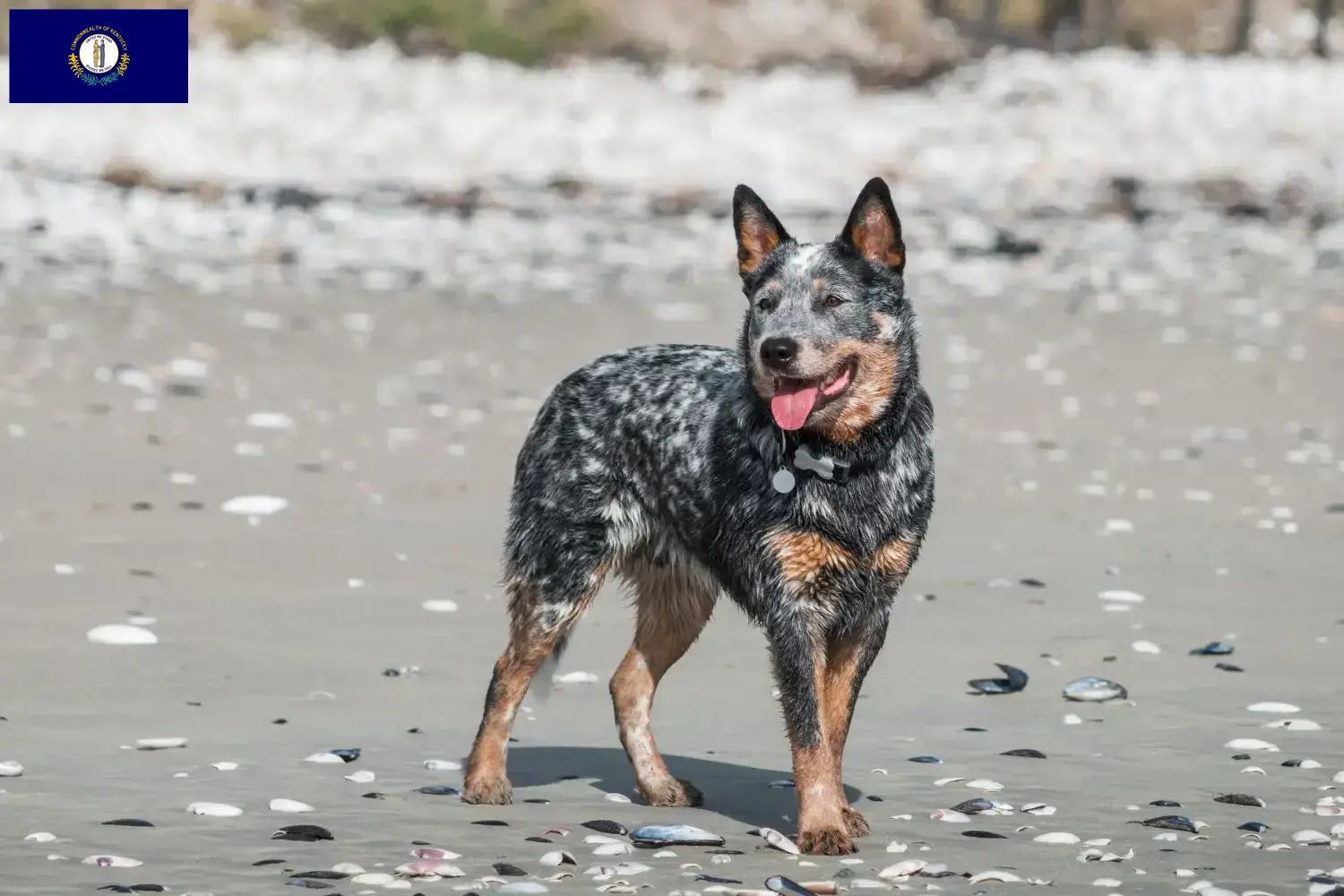 Australian Cattle Dog puppies and breeders Kentucky Find Australian Cattle Dogs breeders in Kentucky.