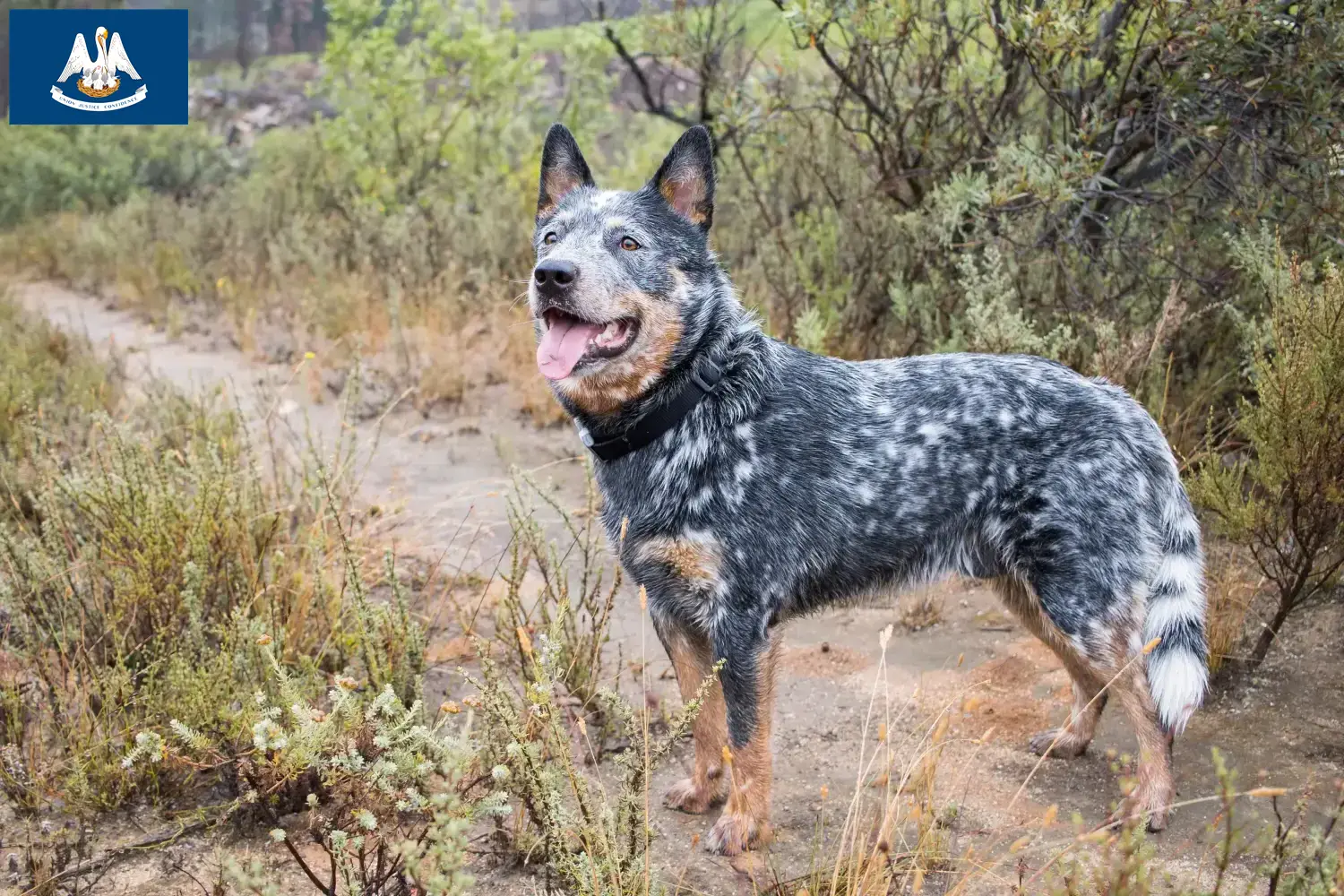 Australian Cattle Dog puppies and breeders Louisiana Find Australian Cattle Dogs breeders in Louisiana.