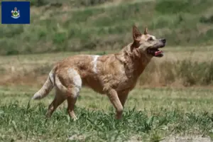 Read more about the article Australian Cattle Dog breeders and puppies in Maine