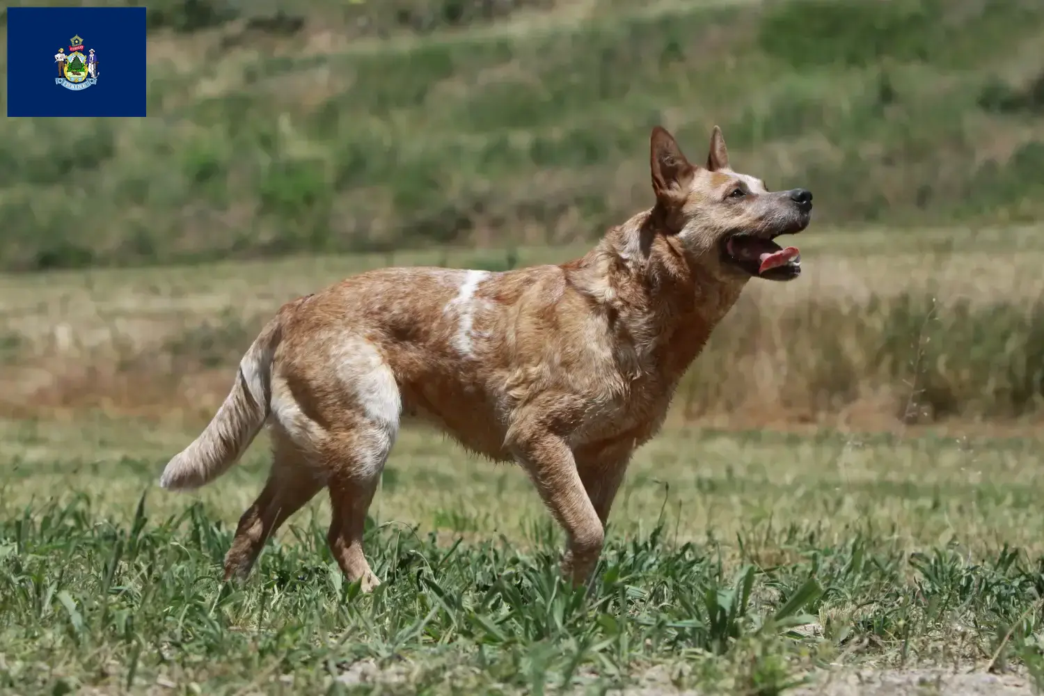 Australian Cattle Dog puppies and breeders Maine Find Australian Cattle Dogs breeders in Maine.