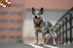 Read more about the article Australian Cattle Dog Breeders and Puppies in Maryland