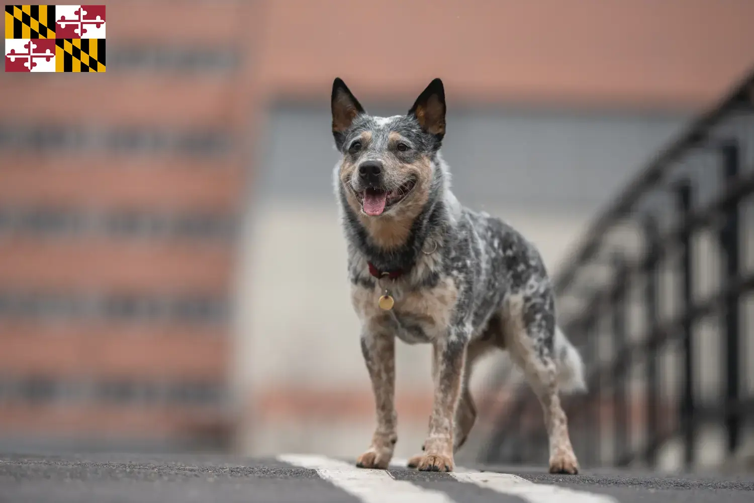 Australian Cattle Dog puppies and breeders Maryland Find Australian Cattle Dogs breeders in Maryland.