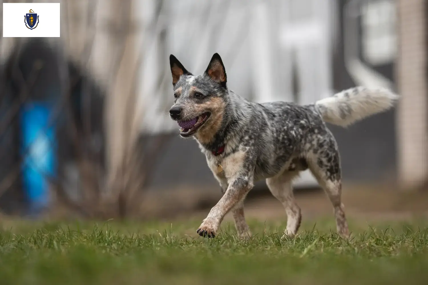 Australian Cattle Dog puppies and breeders Massachusetts Find Australian Cattle Dogs breeders in Massachusetts.