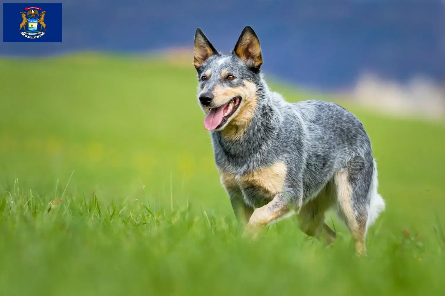 Australian Cattle Dog puppies and breeders Michigan Find Australian Cattle Dogs breeders in Michigan.
