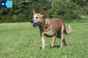 Read more about the article Australian Cattle Dog Breeders and Puppies in Minnesota